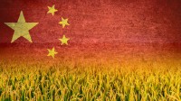 Xi Administration Will Collapse If Crops Decline 20%