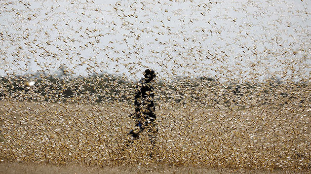 Interview A Second Tiananmen Incident Could Result From Locusts!?